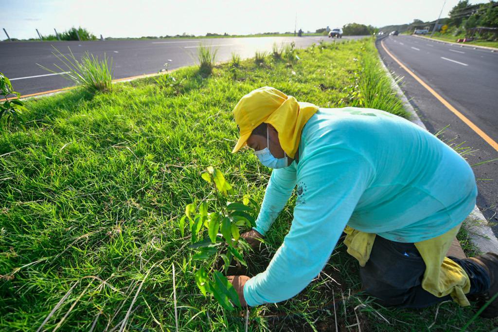 Sembraran un millón de árboles como parte del plan de reforestación en El Salvador sembraran-un-millon-de-arboles-como-parte-del-plan-de-reforestacion-en-el-salvador